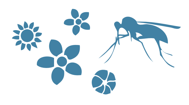 moustiques-chauves-souris-jardin-activite-enfant-biodiversite